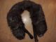 Silberfuchs Kragen Fuchs Pelz Pelzkragen Stola Fox Fur Collar Kleidung Bild 3