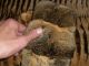 Nerzmantel - Geschoren - Chinchilla - Tigerlook - Sehr Leicht - AußergewÖhnlicher Pelz Kleidung Bild 11