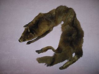 Pelzkragen,  Fuchs Mit Kopf Und Pfoten Bild