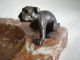Kleine Art Deco Bronze Bully Bulldogge Hund Auf Marmorschale Um 1920 1920-1949, Art Déco Bild 1