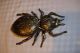 Messing Aschenbecher Spinne Kreuzspinne Groß Tier Figur Italy Wie Große Fliege Gefertigt nach 1945 Bild 1