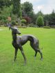 Grosser WunderschÖner Windhund Aus Bronze Tier Deco Bronze Bild 1