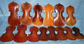 14 Schöne Alte Geigenböden,  20er Jahre,  Geige,  Violine Bild