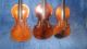 Alte Geigen (konvolud) Saiteninstrumente Bild 5