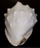 Cassis Cornuta Cassidae Muschel Maritime Dekoration Bild 4