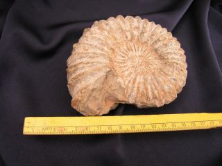 Großer Naturbelassener Riesenammonit Fossilie Ammonit Versteinerung Bild