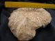 Großer Naturbelassener Riesenammonit Fossilie Ammonit Versteinerung Nautika & Maritimes Bild 2