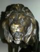 Bronze Figur Löwe Von Antoine Louis Barye Vor 1900 Bild 1