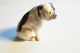Royal Doulton Bone China Bulldogge,  Figurengruppe 2 Hunde Von Metzler&ortloff Um Nach Marke & Herkunft Bild 6
