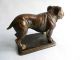 Hund Dogge Englische Bulldogge Bronze Auf Sockel Wiener Bronze Bronze Bild 2