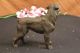 Signierte Barye Junger Rottweiler Hunde Bronze Skulptur Tier Statue Figur Welpe Ab 2000 Bild 9
