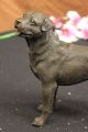 Signierte Barye Junger Rottweiler Hunde Bronze Skulptur Tier Statue Figur Welpe Ab 2000 Bild 3