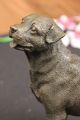 Signierte Barye Junger Rottweiler Hunde Bronze Skulptur Tier Statue Figur Welpe Ab 2000 Bild 4