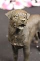 Signierte Barye Junger Rottweiler Hunde Bronze Skulptur Tier Statue Figur Welpe Ab 2000 Bild 6