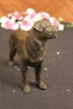 Signierte Barye Junger Rottweiler Hunde Bronze Skulptur Tier Statue Figur Welpe Ab 2000 Bild 7