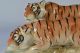 Porzellanfigur Tigers Hertwig & Co Figurine Figura Porcelana Porcelain Figurine Nach Marke & Herkunft Bild 5