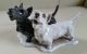Rosenthal - 2 Scottish Terriers - Heidenreich Mit Signatur - Hunde Figuren Bild 11