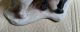 Rosenthal - 2 Scottish Terriers - Heidenreich Mit Signatur - Hunde Figuren Bild 7
