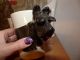 Scottish Terrier 3 D Tasse,  Keramiktasse Mit Kopf Als Henkel,  Höhe Ca 9,  8 Cm Nach Form & Funktion Bild 1