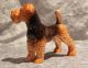 Goebel Porzellan - Hund Aieredale Welsh Terrier Braun - Modell Nr.  30 503 12 Nach Marke & Herkunft Bild 1