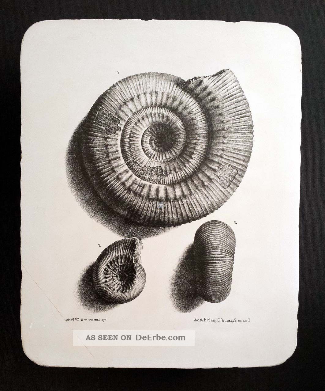 Lithographiestein,  Lithografiestein,  Lithographic Printing Stone: Bayle Ammonites Buchdrucker & Buchbinder Bild