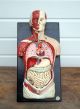 Antikes Somso Anatomie Modell Um 1900 - Marcus Sommer,  Sonneberg (3902) Arzt & Apotheker Bild 9