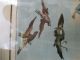 Die Falknerei Jagd Mit Falken,  Hawking Prattent Nach Dodd 1792 British Sportsman Grafik, Drucke Bild 5