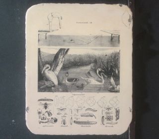 Lithographiestein Schwimmkunst Schwimmvögel Kristalle Würmer Um 1850 Bild