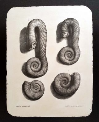 Lithographiestein,  Lithografiestein: Bayle/zeiller Kreide Ammoniten Ammonites 8kg Bild