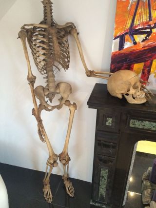 Menschliches Skelett Mit Schädel Lehrmittel Um 1900 Aus Altem Schulbestand Bild