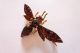 Wundervoll Seltene Jugendstil Art Nouveau Brosche Fliege Biene Mit Granaten Broschen Bild 1