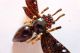 Wundervoll Seltene Jugendstil Art Nouveau Brosche Fliege Biene Mit Granaten Broschen Bild 2