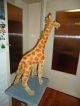Große Antike Originale Steiff Giraffe Ca.  75 Cm Aus Sammlungsauflösung Stofftiere & Teddybären Bild 2