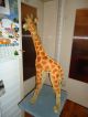 Große Antike Originale Steiff Giraffe Ca.  75 Cm Aus Sammlungsauflösung Stofftiere & Teddybären Bild 3