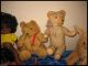 Konvolut Tiere - Puppen - Teddybären • Steiff • Schildkröt Usw.  • Sammler Hobby Schildkröt Bild 1