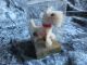Kleine Ara Wollminiatur Hund Terrier 4,  5 Cm I.  Verpackung Stofftiere & Teddybären Bild 8