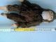 Steiff Affe Aus Den 40 - 50 Jahren,  Ca.  28cm Tiere Bild 5
