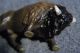 Massefigur Exotische Tiere Bison Büffel Elastolin & Lineol Bild 3
