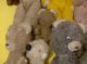 Alte Teddybär Sammlung Alte Teddies Teddy Uralt 1900 Hdt.  18 Stück Konvolut Stofftiere & Teddybären Bild 5