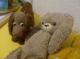 Alte Teddybär Sammlung Alte Teddies Teddy Uralt 1900 Hdt.  18 Stück Konvolut Stofftiere & Teddybären Bild 6
