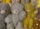 Alte Teddybär Sammlung Alte Teddies Teddy Uralt 1900 Hdt.  18 Stück Konvolut Stofftiere & Teddybären Bild 7