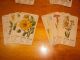 Altes Spielkarten Quartett Blumen Insgesamt 48 Karten Vollständig Gefertigt vor 1945 Bild 1