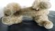Steiff Hund Pudel Snobby 35cm Grau 5335.  05 Gefertigt Ab 1959 Knopf Und Fahne Tiere Bild 5