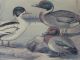 Bilderrahmen Mit Entendruck Von 1977,  Künstler Kleinschmidt,  Ente,  Jagd,  Bild Jagd & Fischen Bild 2