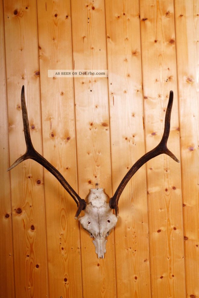 Altes 6 Ender Hirschgeweih Red Stag Trophy 900 G Jagd & Fischen Bild