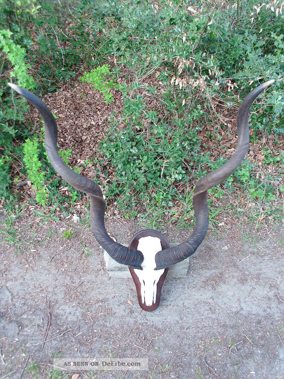 Kapitales Kudu Gehörn Geweih Antilope Afrika Hirschgeweih Trophäe Schädel Unikat Jagd & Fischen Bild