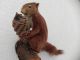 Eichhörnchen Präparat Eichkätzchen Präpariert Nagetier Tierpräparat M.  Nachweis Jagd & Fischen Bild 1