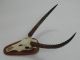 Wasserbock Antilope Schädel Trophäe Afrika Gehörn Geweih Jagdtrophäe Deko 88.  7.  2 Jagd & Fischen Bild 2