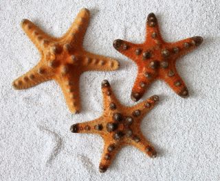 3 echte Noppen Seesterne ca 11-14 cm Fischernetz Dekoration 