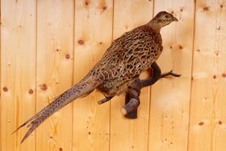 Schöne Jagdfasanen Henne Pheasant Taxidermy Mit Behördlicher Vmg Bild